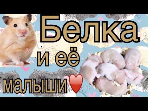 Видео: Хомяк Белка и её малыши