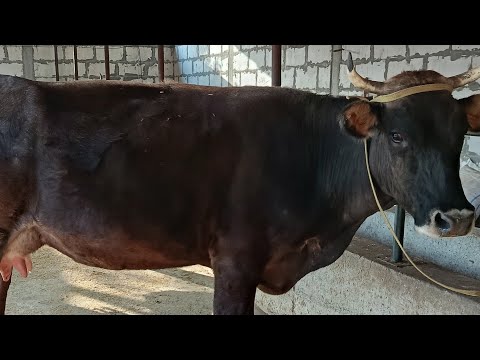 Видео: chorva 11 в прямом эфире!