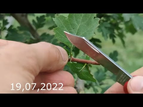 Видео: вынужденная прививка боярышника с его историей за 15 месяцев // sudden grafting of a hawthorn