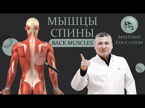 Видео: Мышцы спины / Back muscles