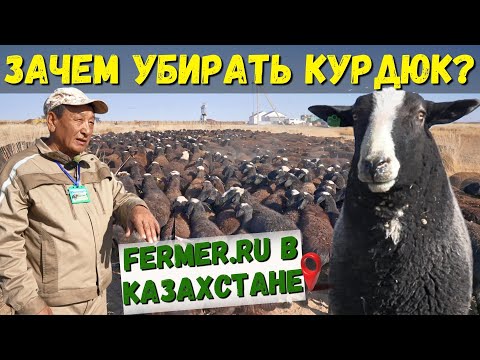 Видео: Курдюк уйдёт, а мясная масса увеличится! Зачем этих овец осеменили бараном породы цвартблес?