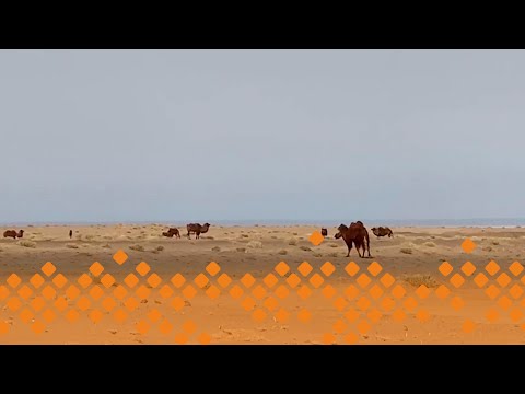 Видео: «Монголия» (02.01.24)