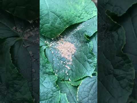 Видео: Обзор растений на гидропонике, Выпуск энтомофагов Монтдоренсис.
