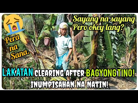 Видео: 『Лакатан очищается после тайфуна Тино!』〘Выздоровеет ли Лакатан?〙