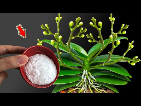 Видео: Всего одна ложка! Сотни орхидейных веток расцветут!