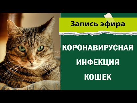 Видео: коронавирусная инфекция кошек