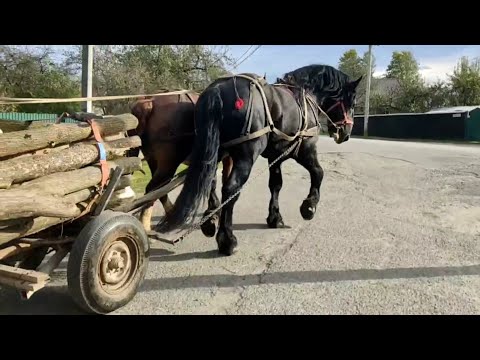 Видео: PERCHERON 📢Фараон і Крісті перевозять дрова⛓️🪚🪓