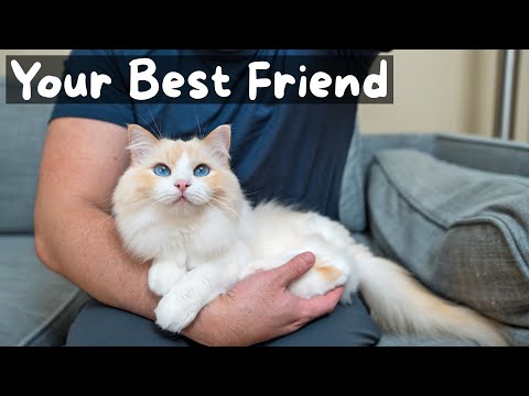 Видео: Плюсы и минусы содержания кошки породы рэгдолл | The Cat Butler