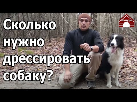 Видео: 220. Как часто и как долго нужно дрессировать собаку. Сколько заниматься с собакой?