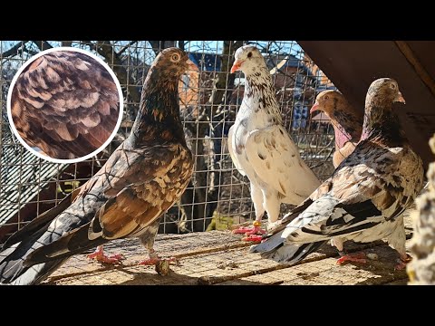 Видео: НЕМНОГО ОБ ОКРАСАХ И О ТОМ, ЧТО ДЕРЖУ! Бакинские мраморные голуби | Baku high-flying Almond pigeons