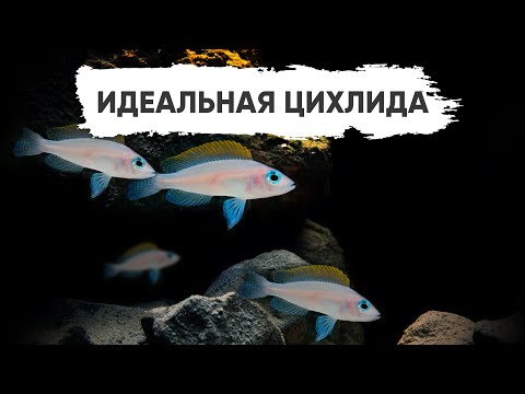Видео: Идеальная цихлида - Лампрологус крапчатохвостый / Neolamprologus caudopunctatus