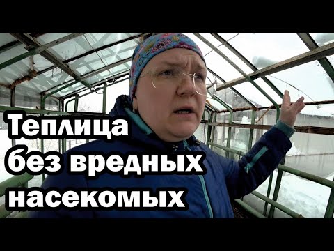 Видео: Теплица весной. Забудьте о белокрылке.