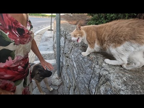 Видео: Уличный кот, ревнуя меня к собаке, начал издавать странные звуки.