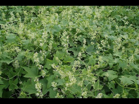 Видео: 7 САМЫХ КРАСИВЫХ однолетних ЛИАН   Самая дешевая ИЗГОРОДЬ