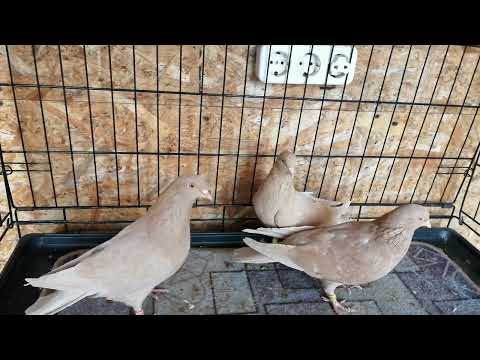 Видео: 31 октября 2025 г.