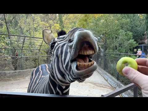 Видео: Не упустите шанс увидеть золотую осень в зоопарке СКАЗКА! У нас СКИДКИ!