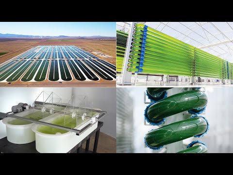 Видео: КАКОЙ ФОТОБИОРЕАКТОР САМЫЙ ПРОИЗВОДИТЕЛЬНЫЙ?