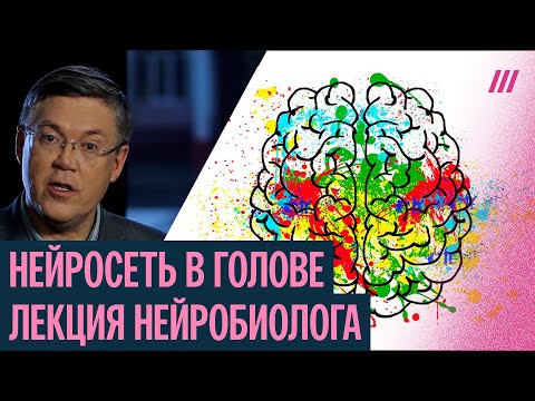 Видео: Нейросеть в голове. Нейробиолог Вячеслав Дубынин — о том, как работает наш мозг