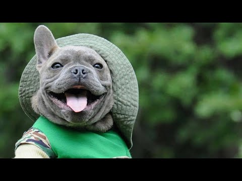 Видео: French Bulldogs Funny Moments & Fails #5 Compilation TRY NOT TO LAUGH Смешные Французские бульдоги