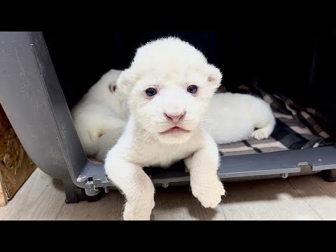 Видео: НЕВЕРОЯТНО КРАСИВЫЕ БЕЛЫЕ ЛЬВЯТА! Как развиваются наши малыши. ПАРК ЛЬВОВ ЗЕМЛЯ ПРАЙДА МОСКВА