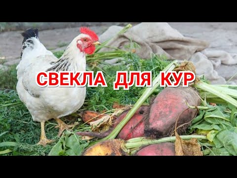 Видео: Свекла Для Кур. Полезно, но есть нюансы!