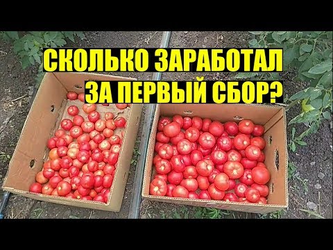 Видео: Первые продажи томата 2019. КАКИЕ ЦЕНЫ?