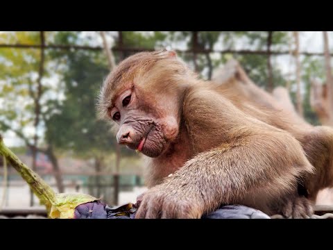 Видео: Люся гопница - променяла цукини и баклажан на семечки! У Степы баклажан - лучший друг!