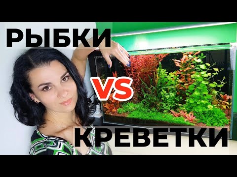 Видео: Совместное содержание креветок и рыбок в аквариуме