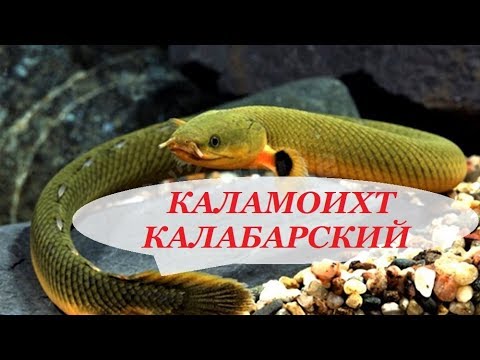 Видео: Каламоихт Калабарский рыба-змея содержание в аквариуме, совместимость, чем кормить