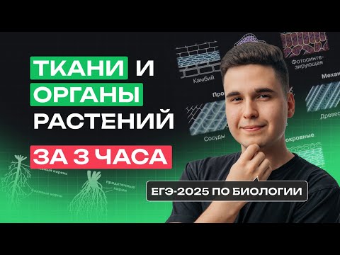 Видео: Ткани и ОРГАНЫ РАСТЕНИЙ | Основы БОТАНИКИ за 3 часа | NeoFamily
