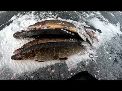 Видео: ЩУКА на жерлицы рыбалка на лесном озере