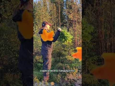 Видео: Березовый веник в сентябре #баня