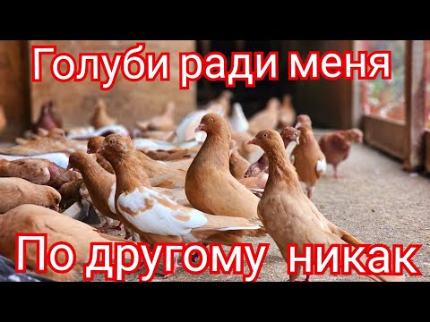 Видео: Голуби живут ради меня.