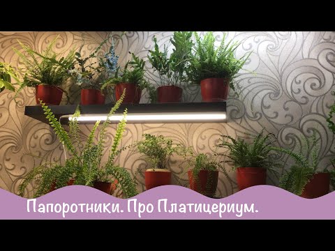 Видео: Комнатные цветы. Мои папоротники. Про Платицериум.