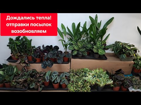 Видео: НОВИНКА! Обзор поступления комнатных растений от 18.04.2025г.
