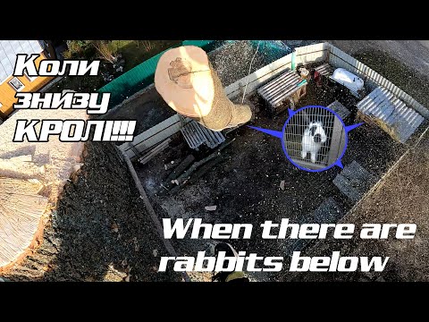 Видео: Ріжемо великий ясен Cutting big ash tree