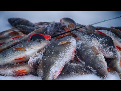 Видео: ПОЛНЫЙ ОТРЫВ НА БЕЗМОТЫЛКУ! Рыбалка на мормышку гвоздешарик! Супер ловля прямо в городской черте!