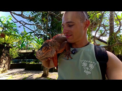 Видео: Влечугите на Индонезия