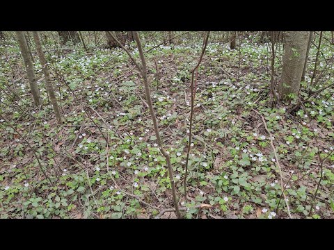 Видео: Окрестности Невской Дубровки.Мотивация на прогулку.