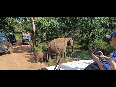 Видео: В Шри Ланка с "ТРАВЕЛМАНИЯ"част първа