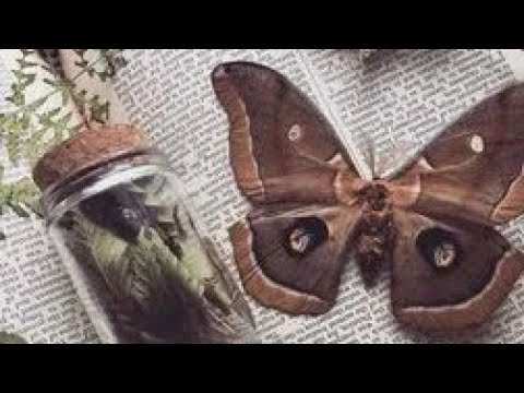 Видео: 🌼✨песни в стиле эстетики Goblincore 🐌🍃(часть - 2) ;3