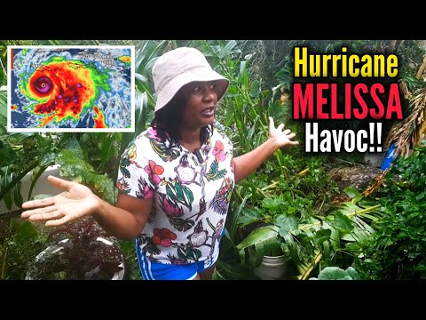 Видео: Ураган Мелисса нанес огромный ущерб моему саду