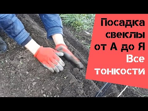 Видео: Посадка свеклы от А до Я / Все тонкости / Огород дяди Вовы
