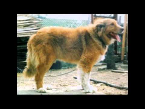 Видео: Каракачански Кучета !