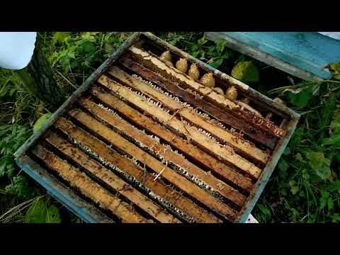 Видео: Пасека перед зимовкой