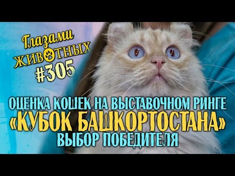 Видео: Глазами животных #305. Оценка кошек на выставочном ринге «Кубок Башкортостана», выбор победителя