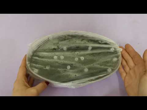 Видео: Эустома!!!! ШОК! Только посеяла и уже ТАКОЙ РЕЗУЛЬТАТ! Итоги с 1 - 10 день. ПЕЛАРГОНИЯ.