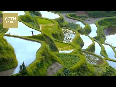 Видео: Китай на кончике языка Серия 7 Наши поля Часть 1[Age 0+]