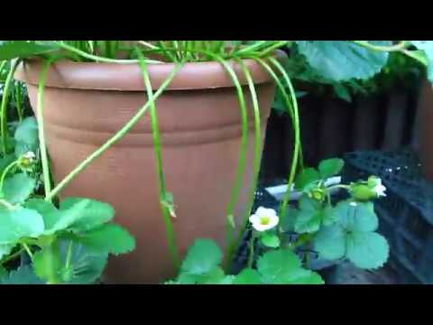 Видео: Клубника "ампельная". Верхозин Юрий