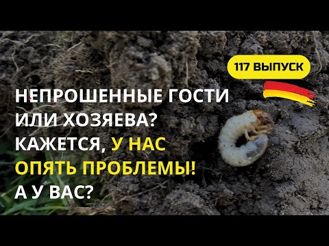 Видео: Дача в Германии. Как отвадить майского жука так, чтобы хрущ ушел и не вернулся? Ищем надежный рецепт